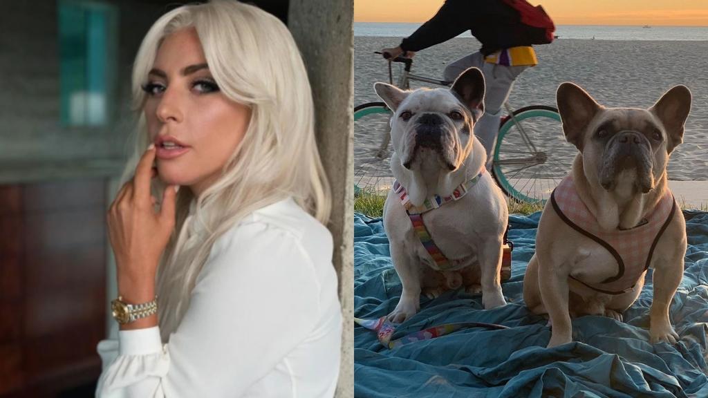 Lady Gaga recupera a sus perros robados gracias a mujer que los halló