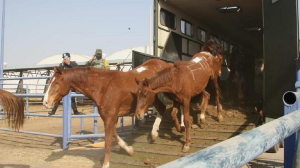 Dona Sedena caballos y yeguas para elaboración de suero equino