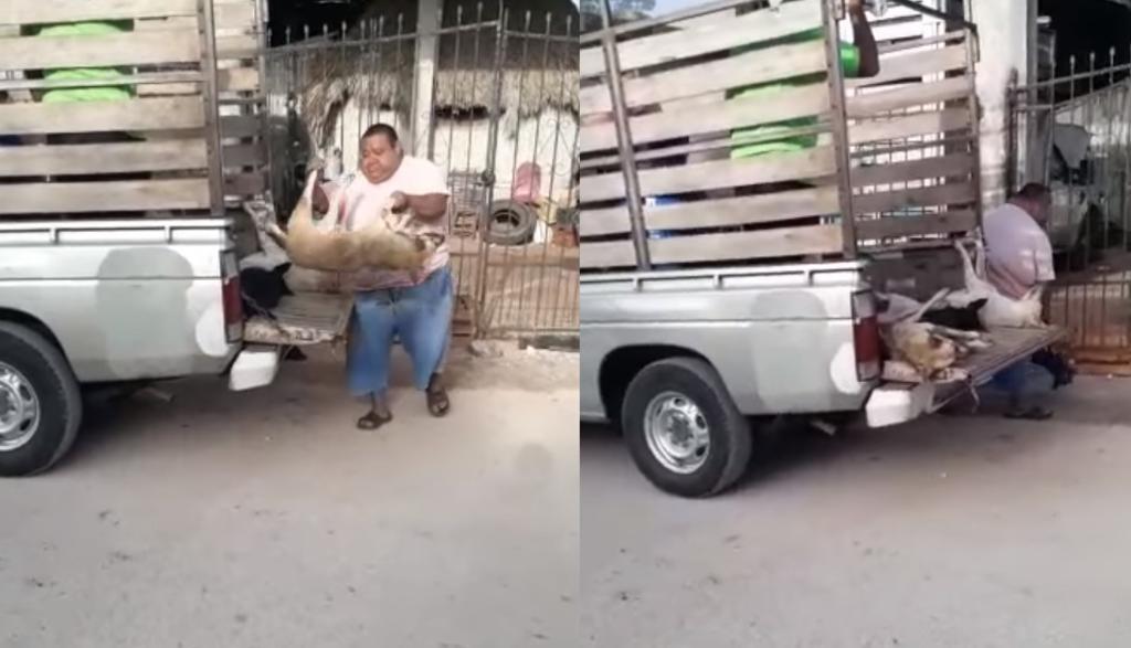 'Ve cómo terminó mi perro'; mujer denuncia envenenamiento masivo de perros en Yucatán