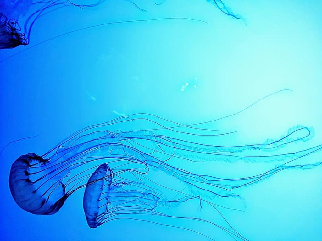 Adolescente pierde la vida por una picadura de medusa de caja