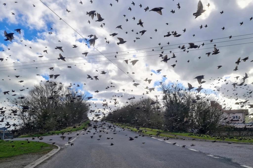 Aves bloquean el camino y conductor comparte la imagen