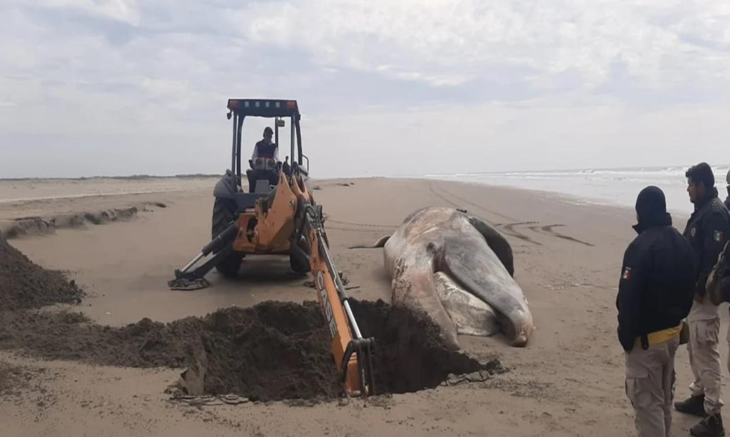 Localizan cuerpo de ballena de 15 metros en playa de Culiacán