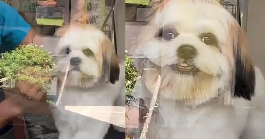 Perrito se vuelve viral por 'sonreírle' a su dueña mientras le cortan el pelo