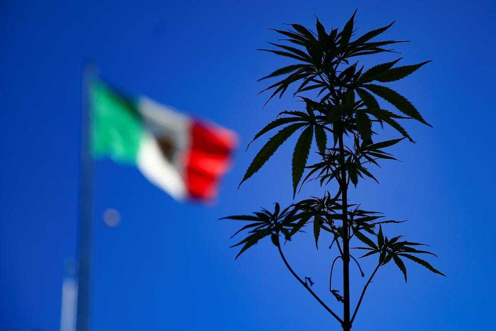 ¿Qué establecerá la regulación del consumo de marihuana en México?