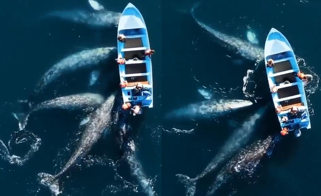 Captan a ballenas grises cerca de una lancha en Baja California Sur