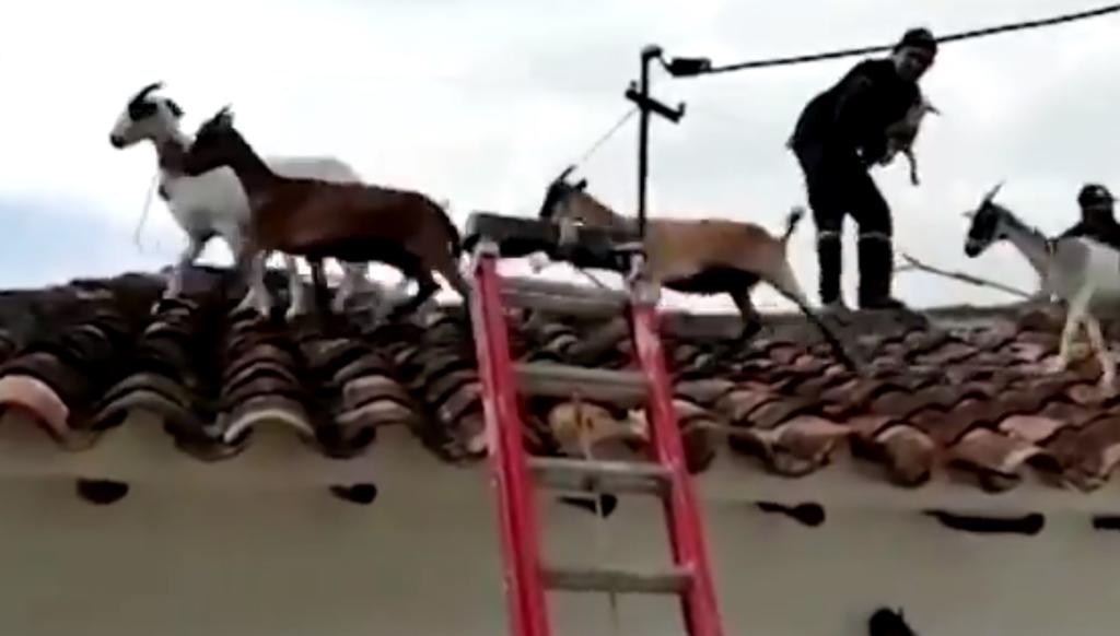 Rebaño de cabras se pasean por el tejado de una casa en Colombia