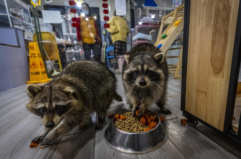 Cafés con animales exóticos proliferan en China