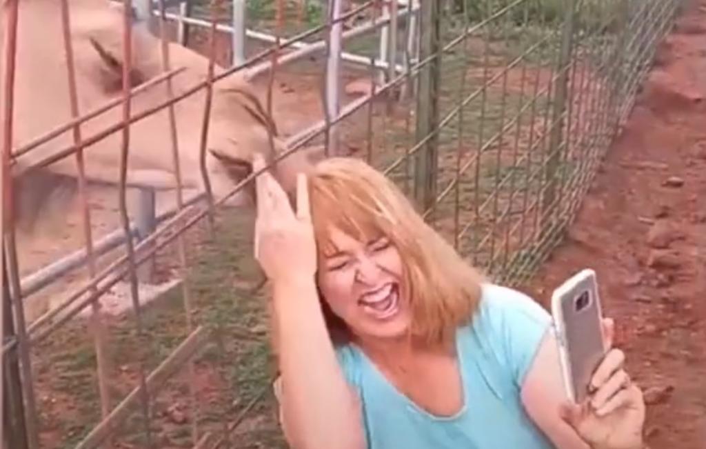 Camello le arranca el cabello a una mujer de una mordida