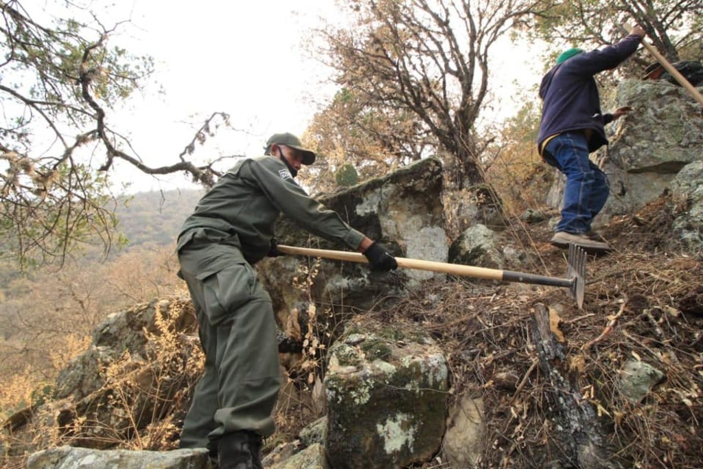 Saltillo apoyaría a Arteaga en reforestación