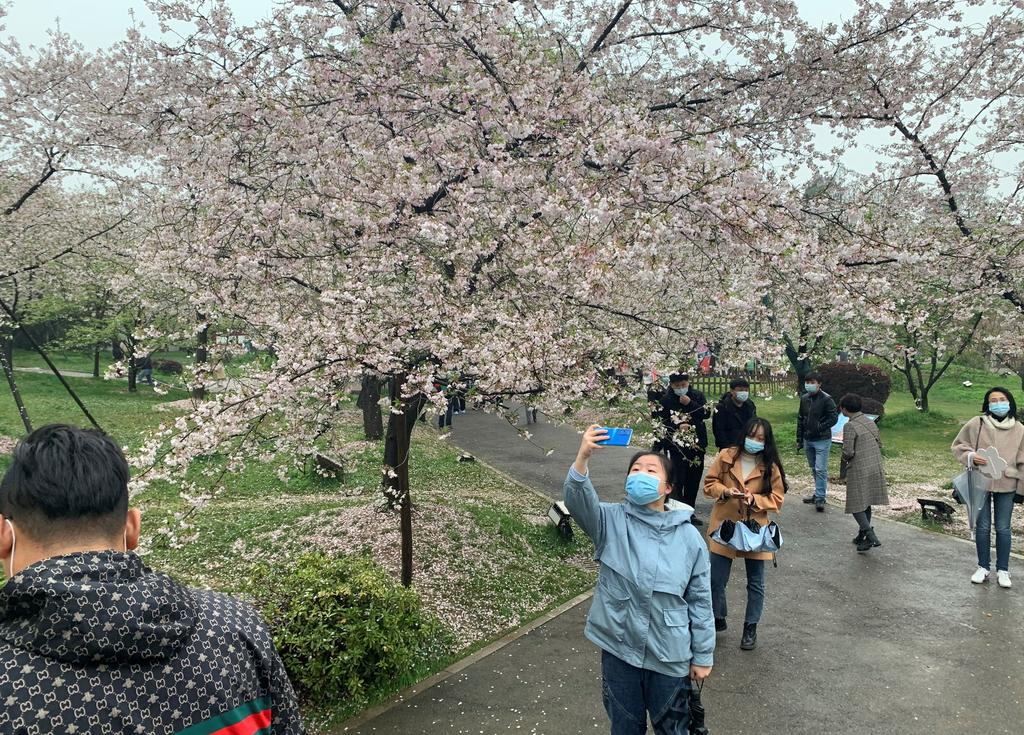 Wuhan recupera su festival de los cerezos en flor