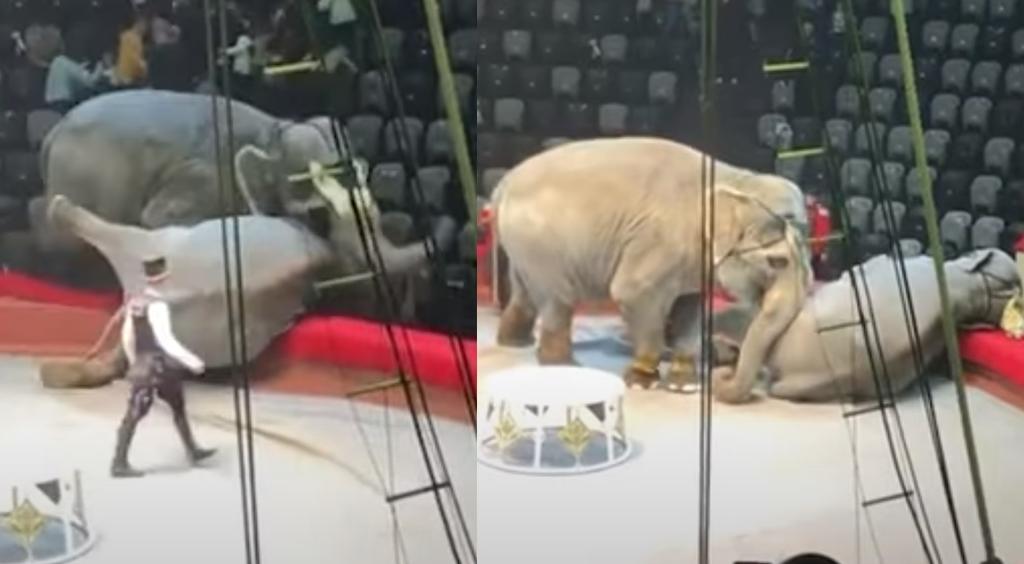 Elefantes protagonizan pelea en plena función de circo