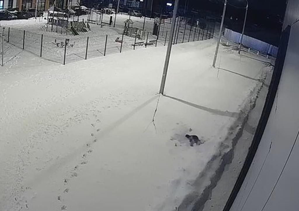 Niño sobrevive a una caída desde un doceavo piso gracias a la nieve