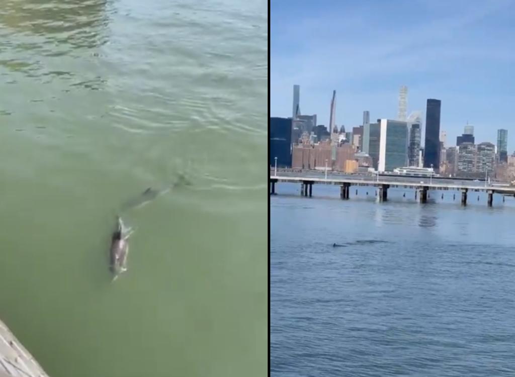 Delfines son vistos nadando en Nueva York
