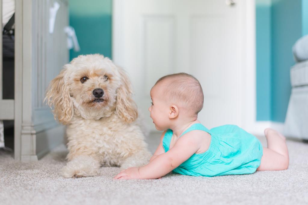 Importancia de la convivencia entre perros y bebés