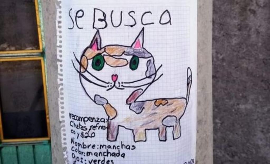 Niño conmueve al buscar a su gatito con dibujo en Hidalgo