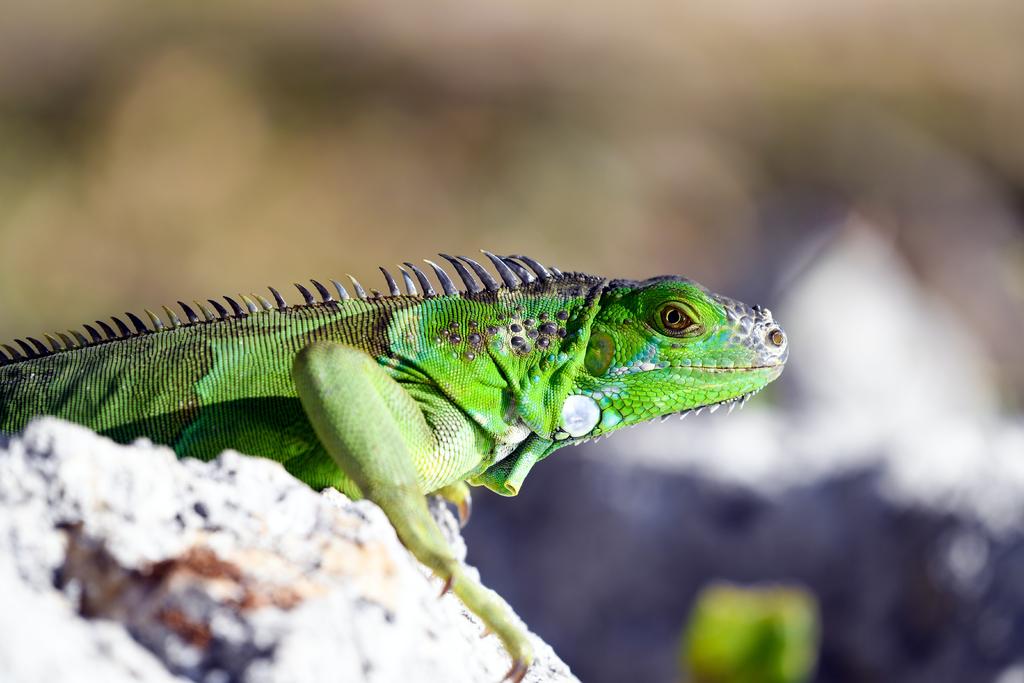 Todo lo que debes saber antes de tener una iguana