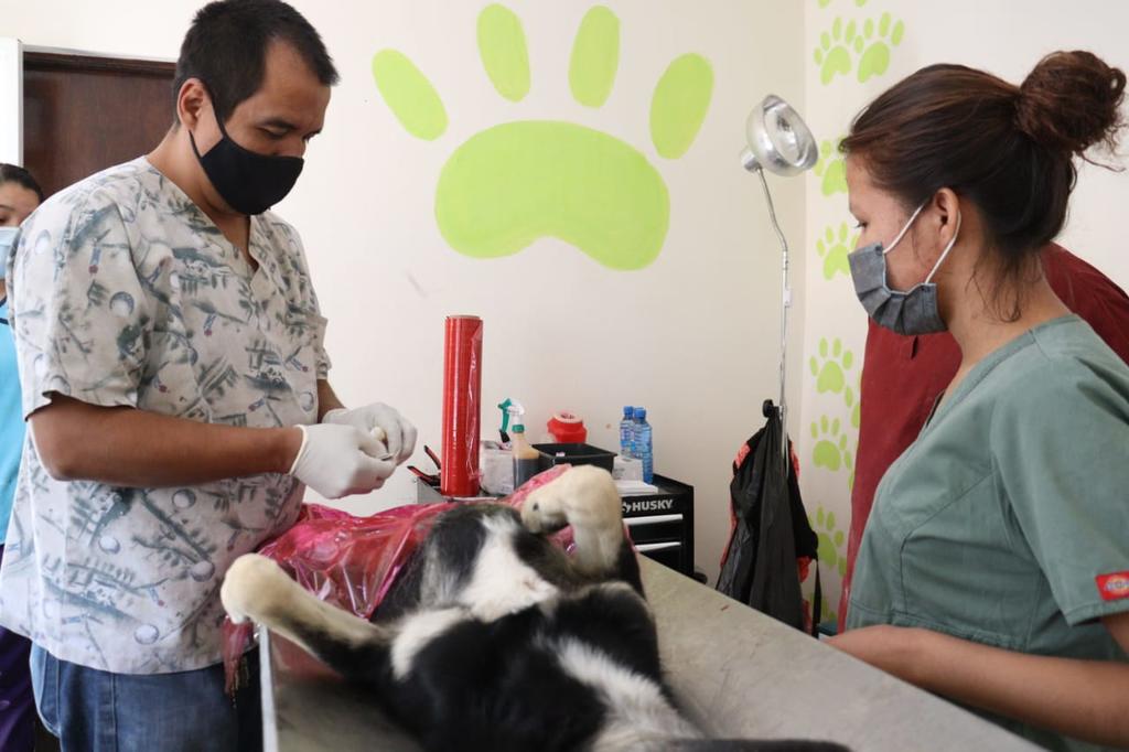 Realizan tercer campaña de esterilización de perros y gatos en San Pedro