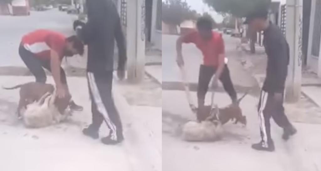 Denuncian a jóvenes en Torreón que sacan a su pitbull a atacar a perros callejeros