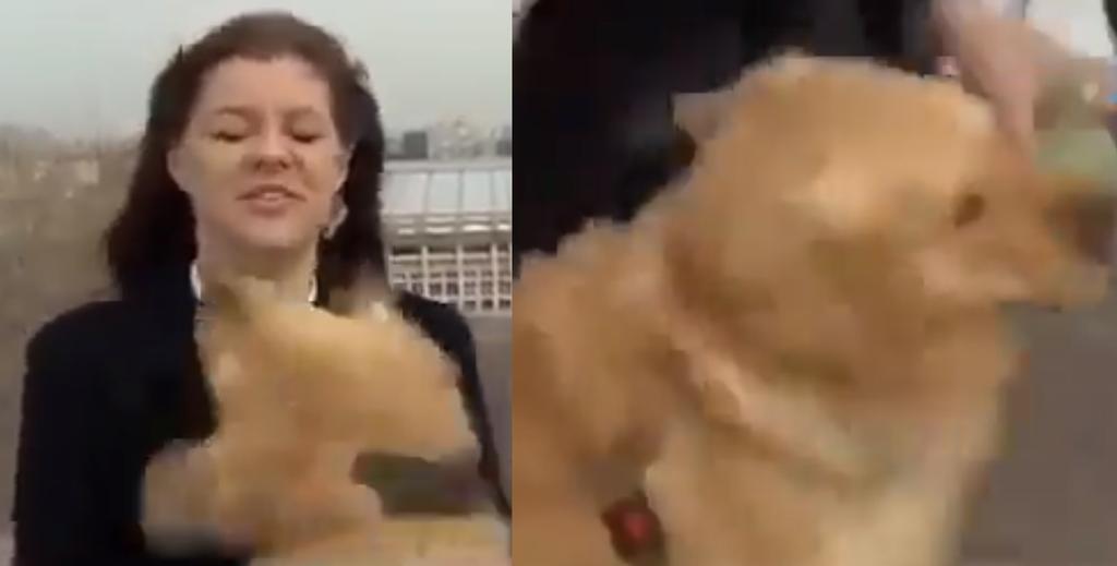 VIRAL: '¡Matanga!'; perrito interrumpe a reportera 'robándose' el micrófono