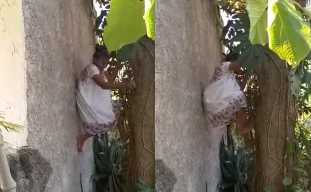 VIRAL: Abuelita de 88 años sorprende al trepar los árboles para cortar fruta