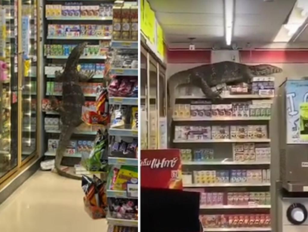 Lagarto causa destrozos en una tienda y se hace viral