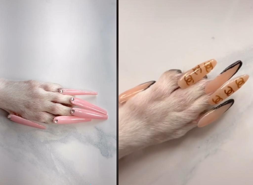 Mujer es criticada por ponerle uñas postizas a su perro