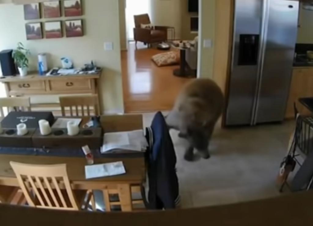 Dos pequeños perros ahuyentan a un intruso inesperado: un oso