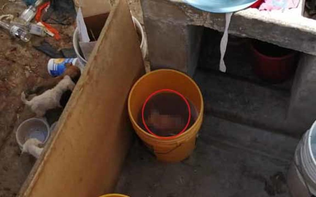 Reportan caso de crueldad animal en Gómez; cachorro murió ahogado en una tina