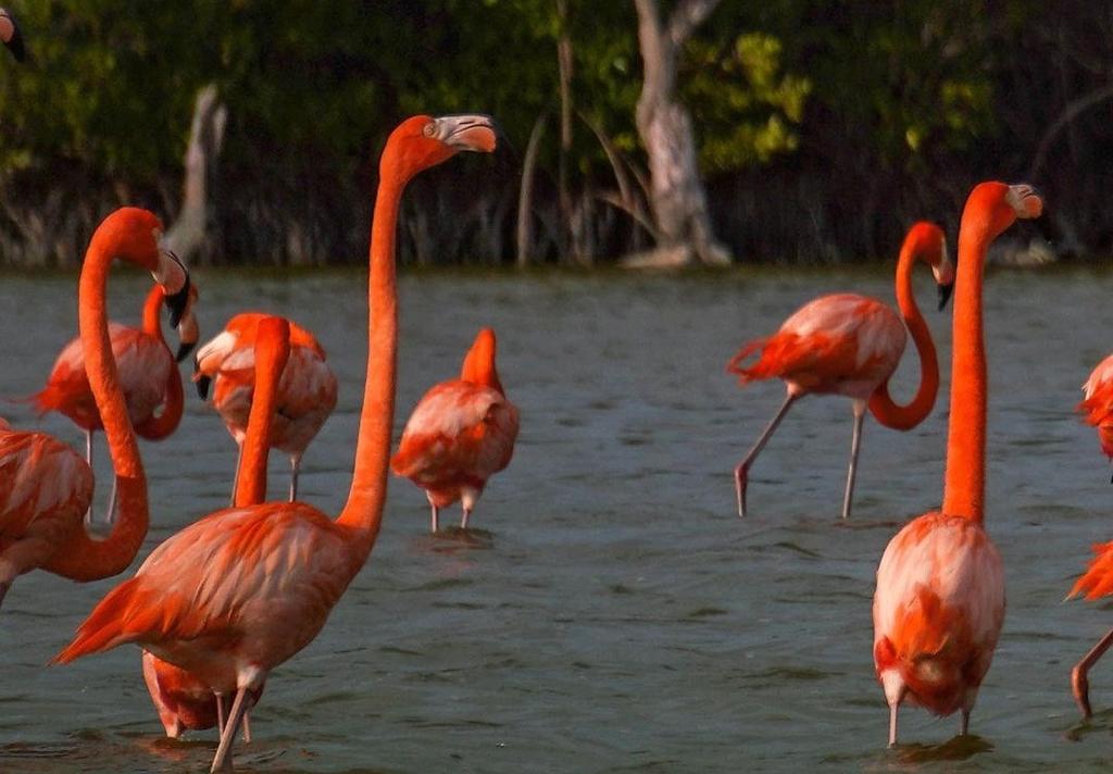Río Lagartos, el paraíso de los flamencos en Yucatán