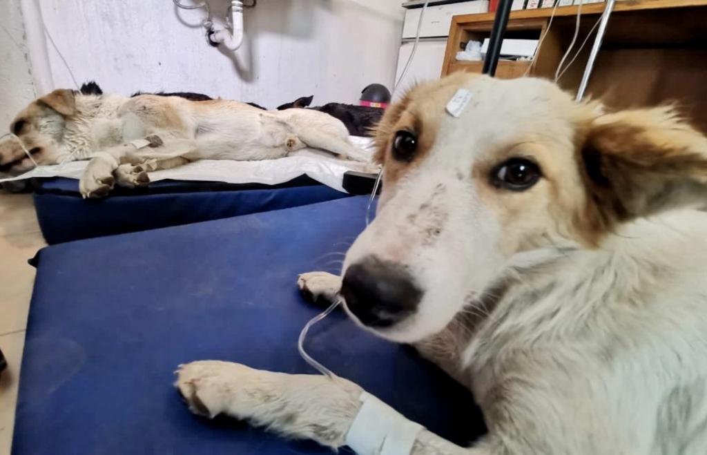 Nueve perros son envenenados en Toluca; dos perdieron la vida