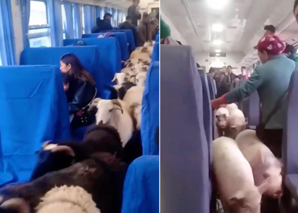Pasajeros de tren en China comparten el viaje con ganado