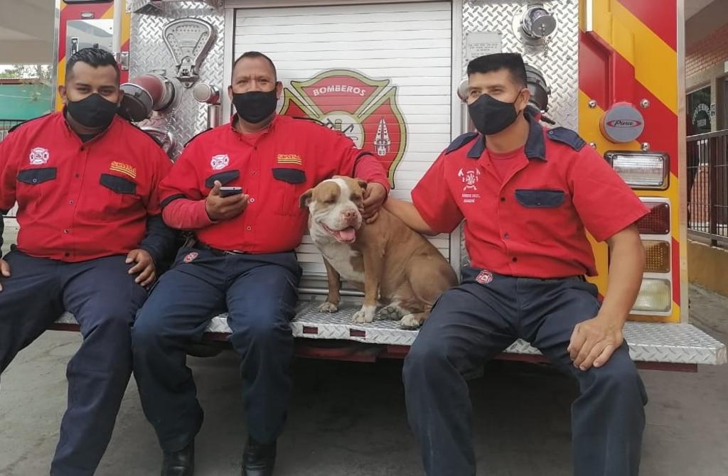 Reconocen a 'Chato', perro rescatado miembro del Cuerpo de Bomberos de Torreón