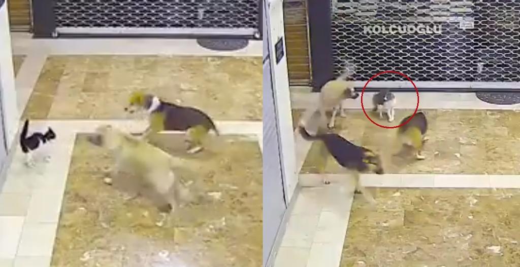 Gata se vuelve viral al enfrentar a tres perros y salvar a su cachorro