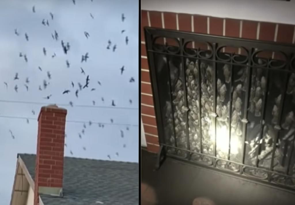 Decenas aves se instalan en una casa de California entrando por la chimenea