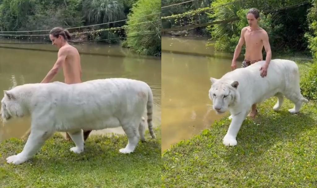 'Encantador de felinos'; hombre se vuelve viral por pasear junto a tigre blanco
