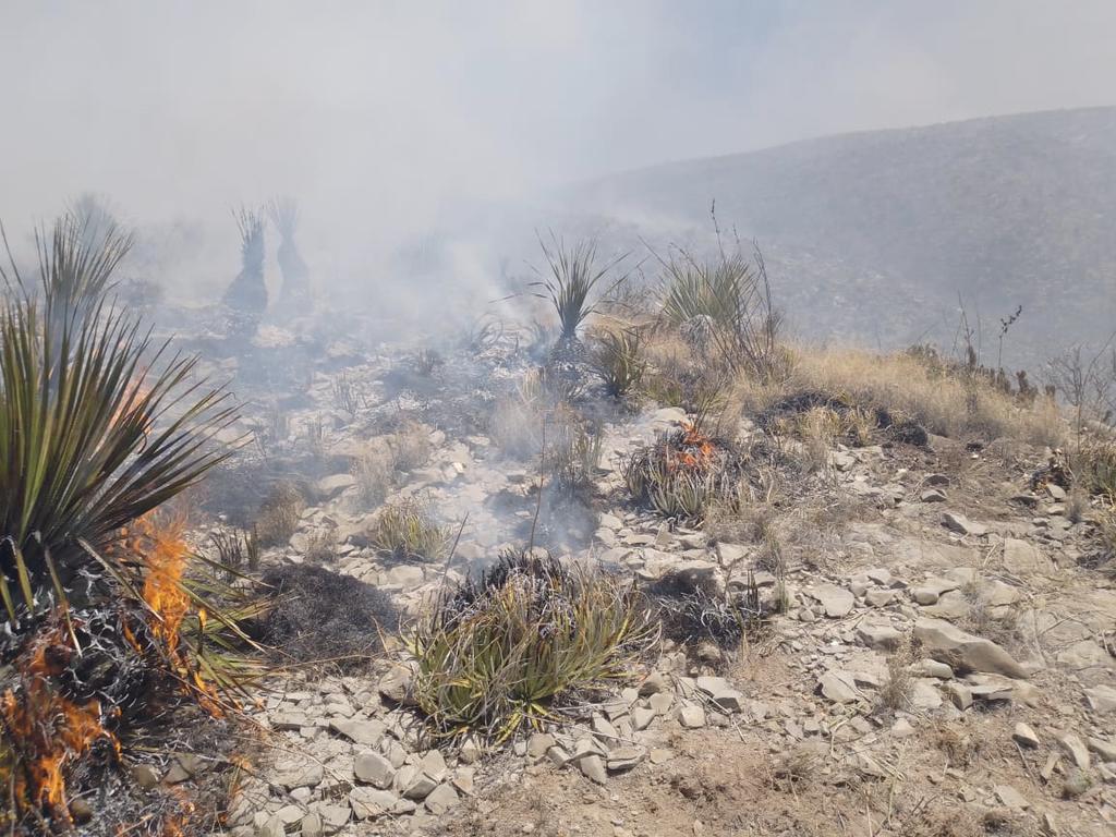 Controlan 50% incendio forestal en Ocampo