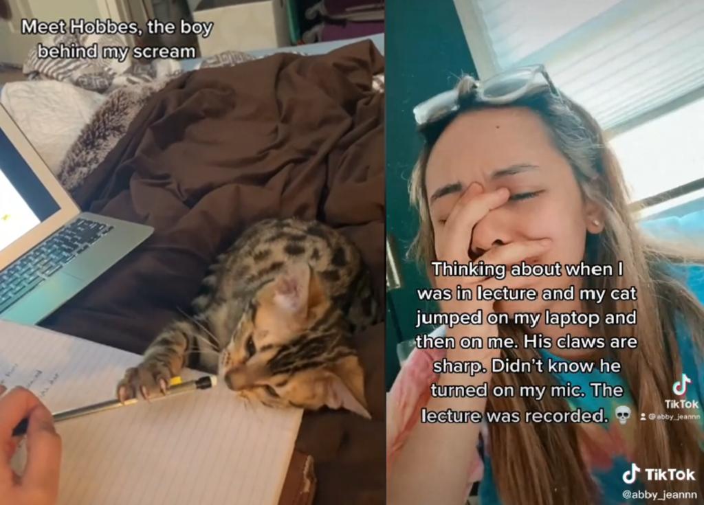 Joven comparte embarazoso momento provocado por su gato durante clase Zoom