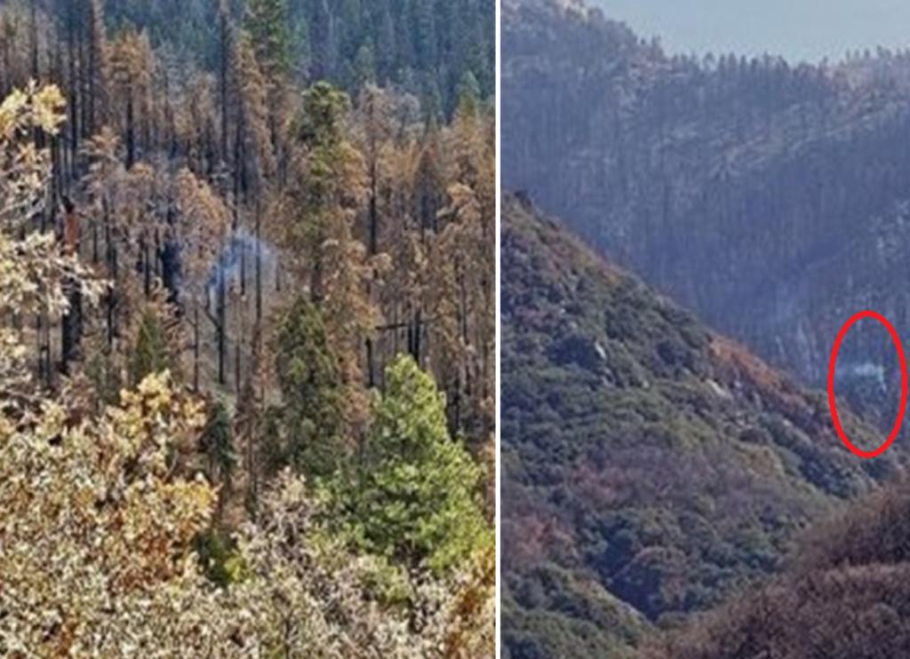 Árbol en California lleva meses humeando, tras los incendios de 2020