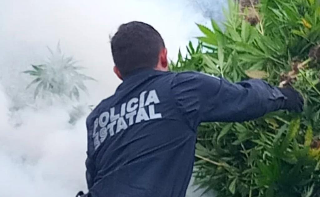 Localizan y destruyen tres sembradíos de marihuana en Mazatlán