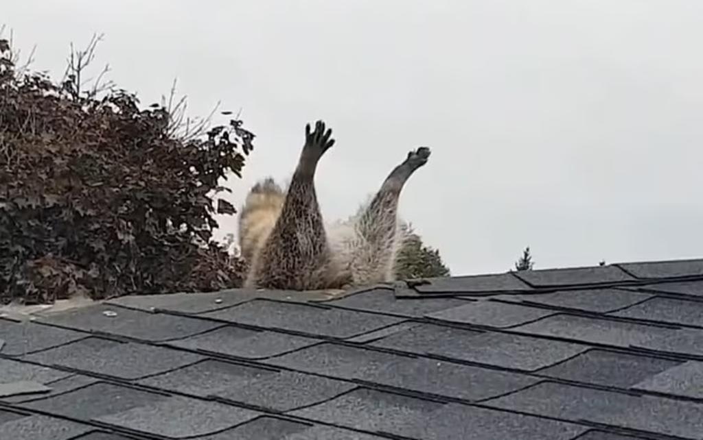 VIRAL: Mapache se atora en el techo de una casa por 'gordito'