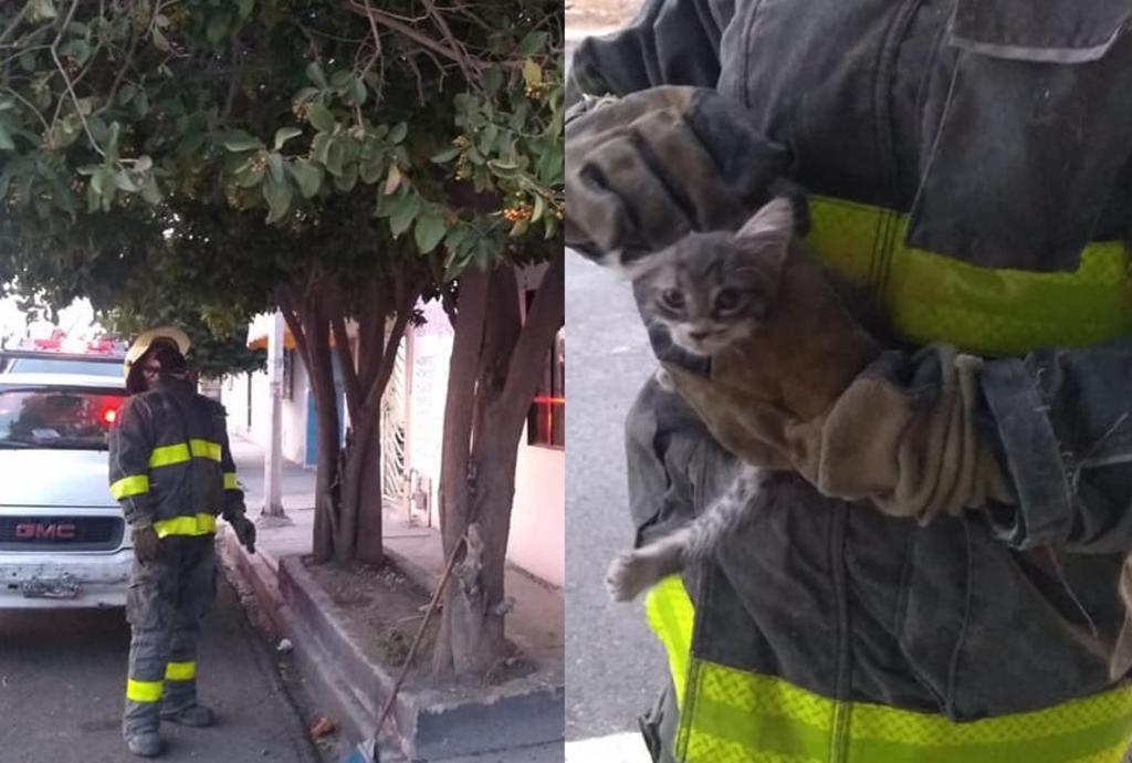 Aplauden en redes a bomberos de Torreón por rescate de gatito