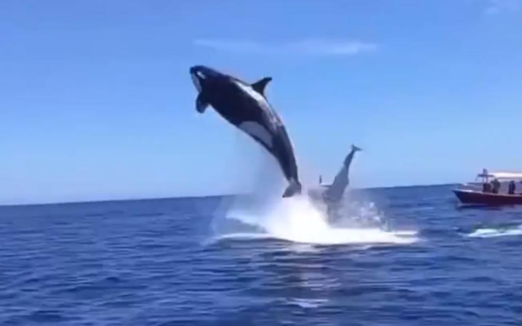Captan a orca saltando mientras asecha un delfín en Baja California Sur