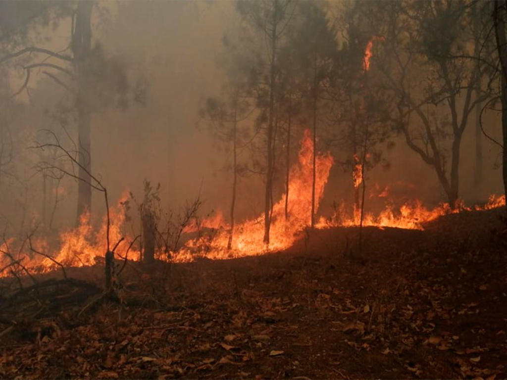 Aplicación acusa falsamente a un hombre de iniciar un incendio forestal