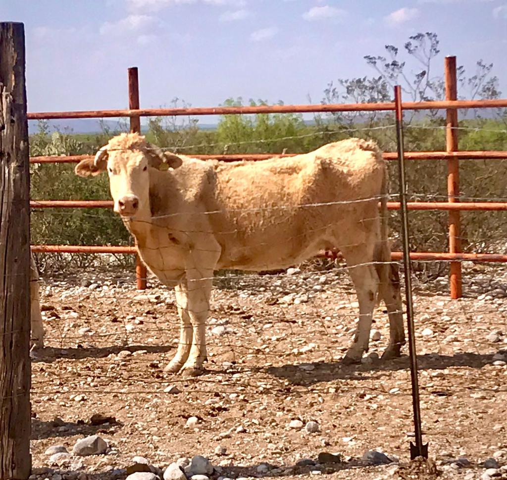 La sequía está diezmando al ganado en región Centro de Coahuila