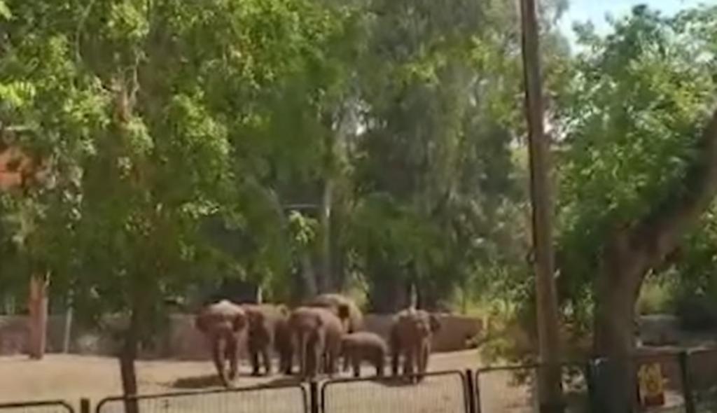 Elefantes rodean a una cría para protegerla de ataques en Israel