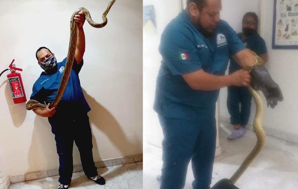 Resguardan a serpiente encontrada en fraccionamiento en Torreón