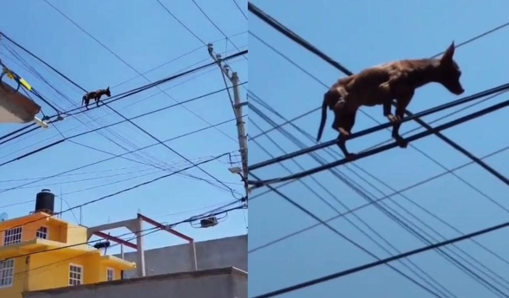 'México surrealista'; captan a perrito chihuahua caminando sobre cables de luz