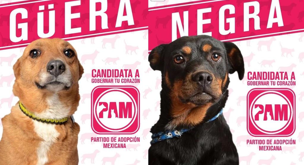 'Candidatos perrones' conquistan corazones; promueven adopción con 'original' campaña