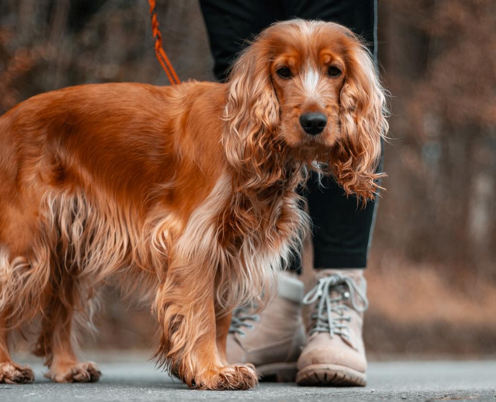 ¿Cómo limpiar las patas de mi perro luego de una caminata?