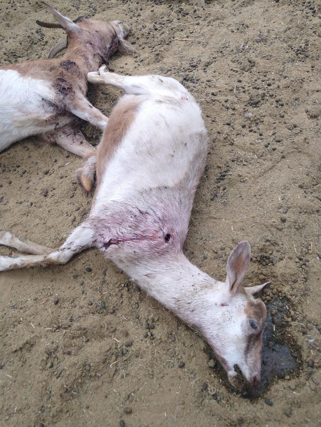 Reportan en Lerdo muerte inusual de cabras; desconocen qué las está atacando